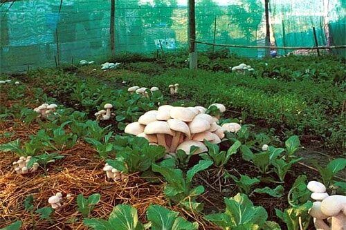 1206 mushroom house – 01