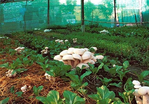 How to Grow Mushrooms Outdoors at Home