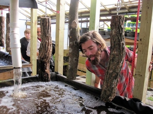 Making a Bathroom Mushroom House (the good kind) - Milkwood: permaculture  courses, skills + stories