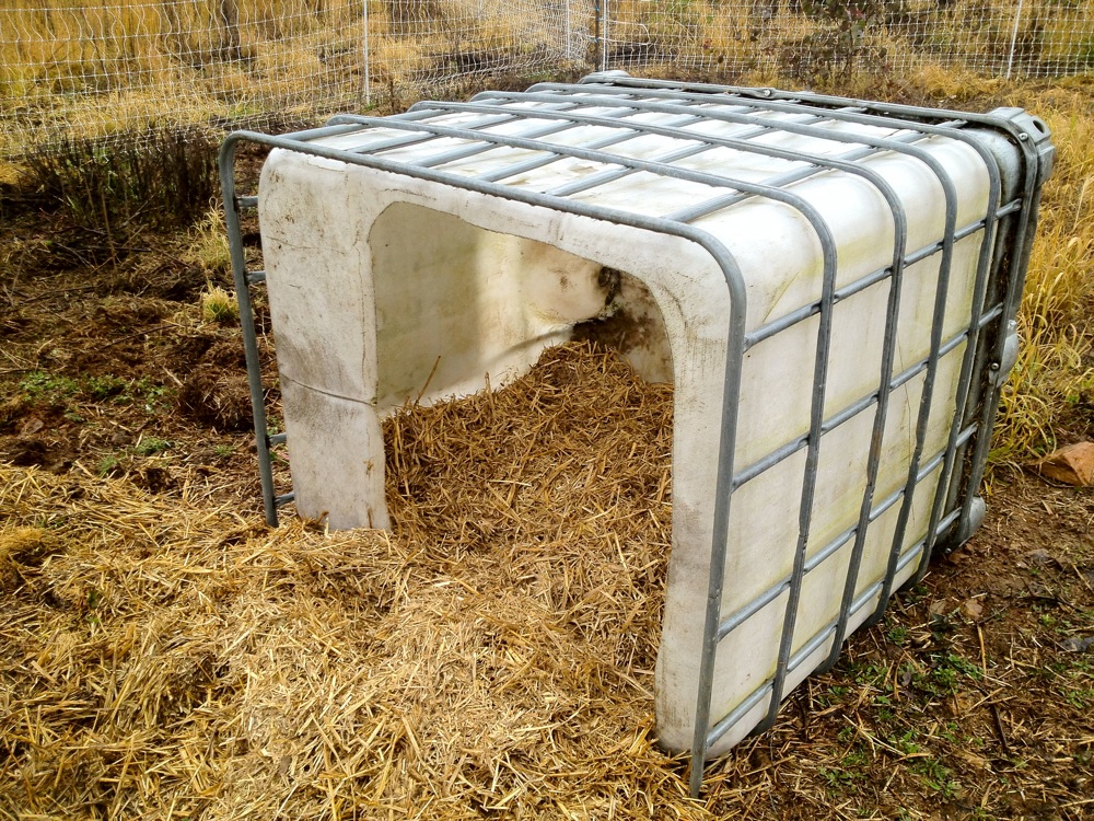 Prepping ground with permaculture pigs - Milkwood ...