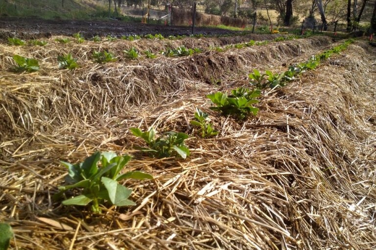 1207 michael and field peas – 04