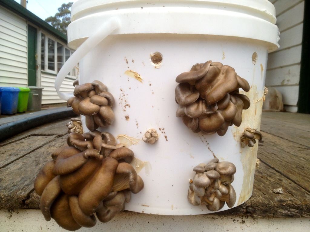 Growing Oyster Mushrooms in a Bucket Milkwood permaculture courses