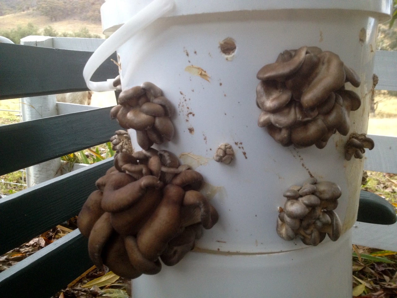Growing King Oyster Mushrooms In Buckets - DesaignHandbags Growing King Oyster Mushrooms In Buckets - DesaignHandbags