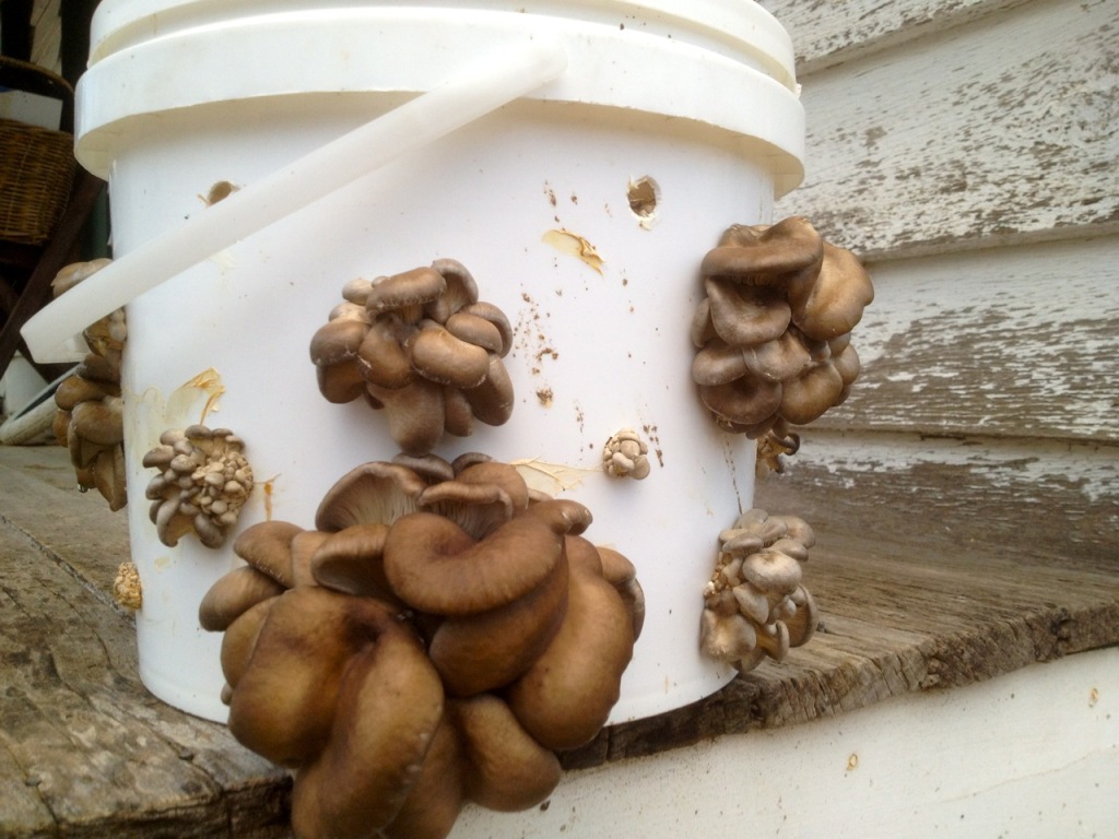 Growing Oyster Mushrooms in a Bucket Milkwood permaculture courses