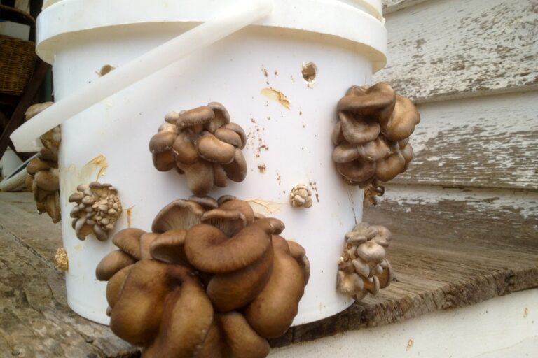 1207 oyster mushrooms – 04