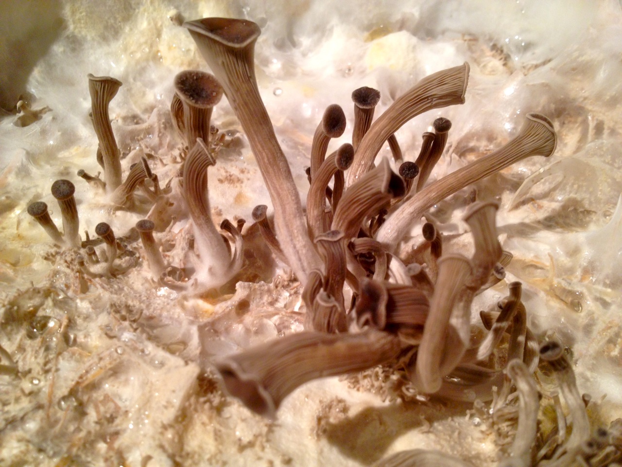 1207 oyster mushrooms - 06