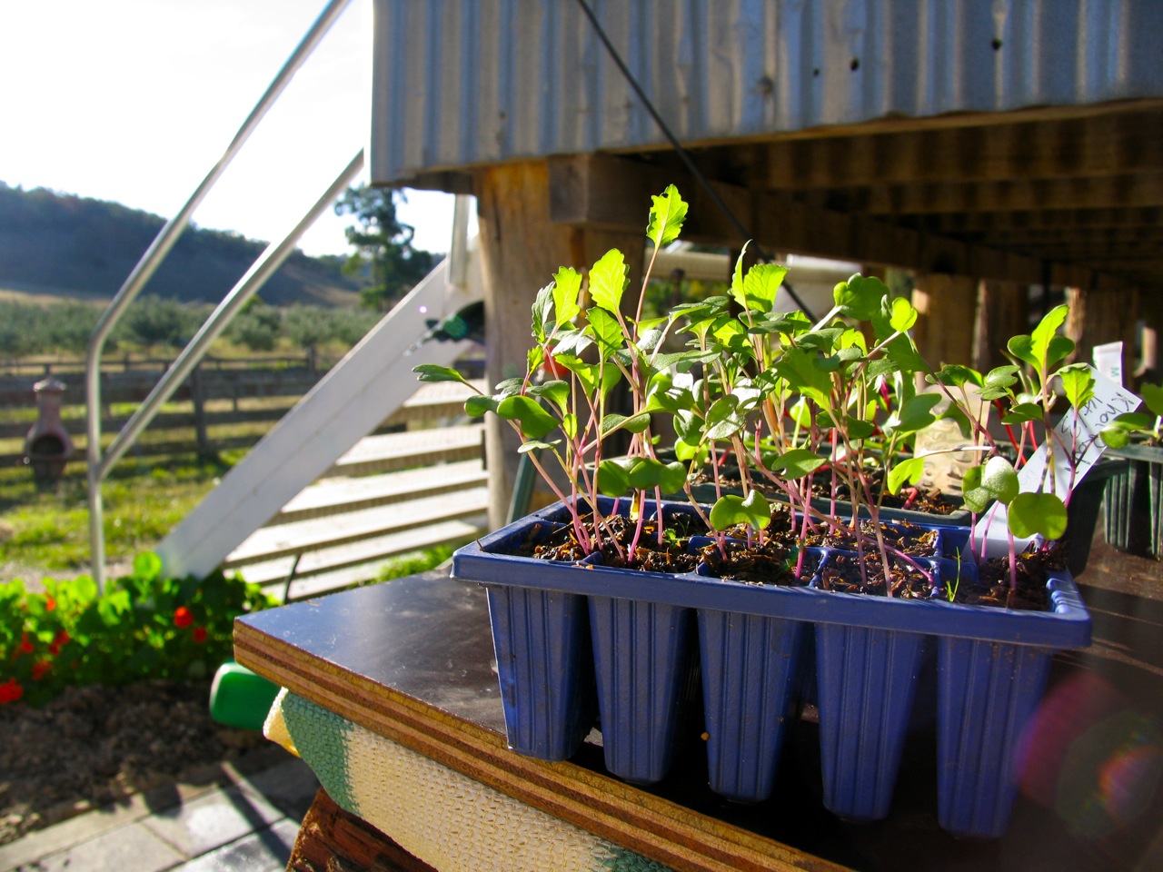 Vertigation Worm Juice Irrigation for Your Kitchen Garden Milkwood