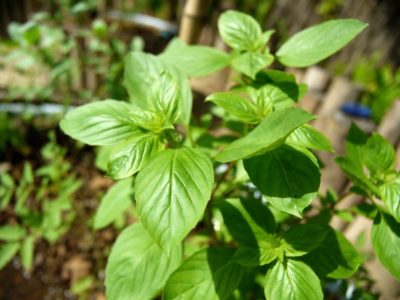 How long has aquaponics been around Noranda to plant 200,000 trees over three years