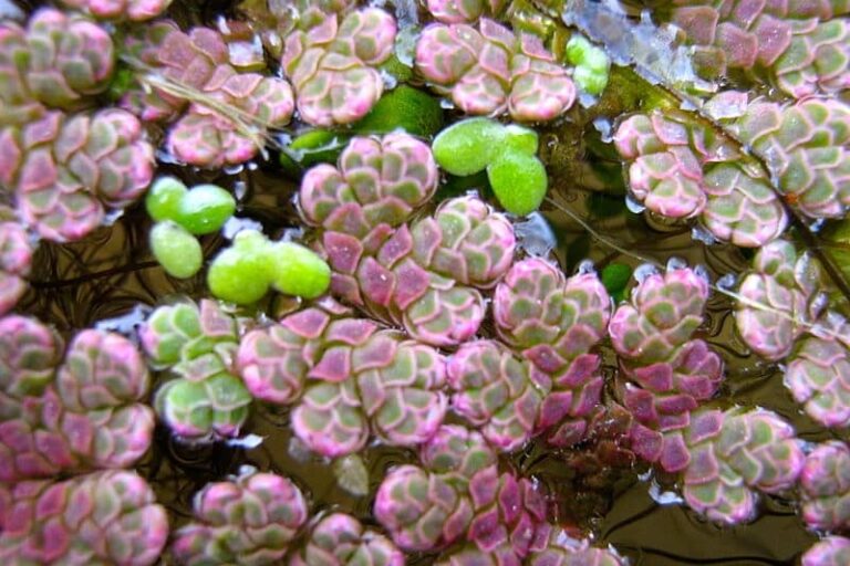 1208 Azolla – 1