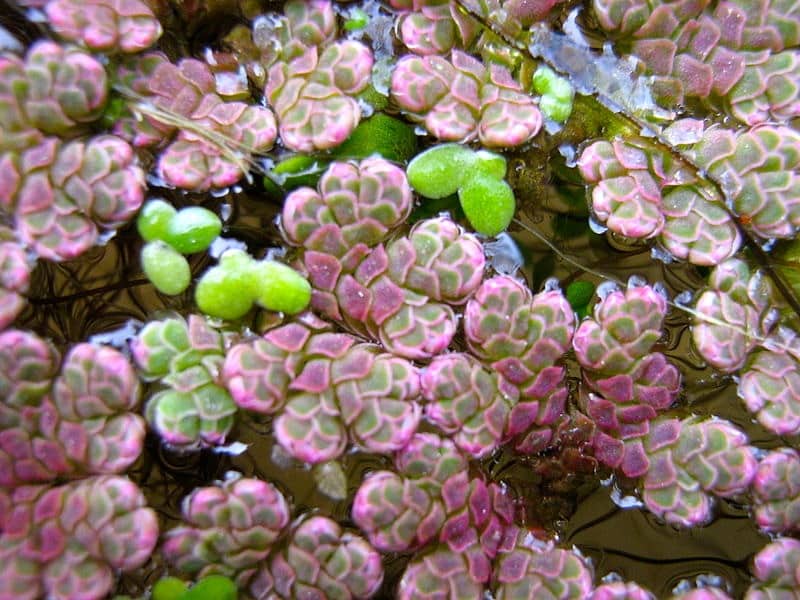 Azolla Water Fern As Protein Rich Animal Feed Milkwood