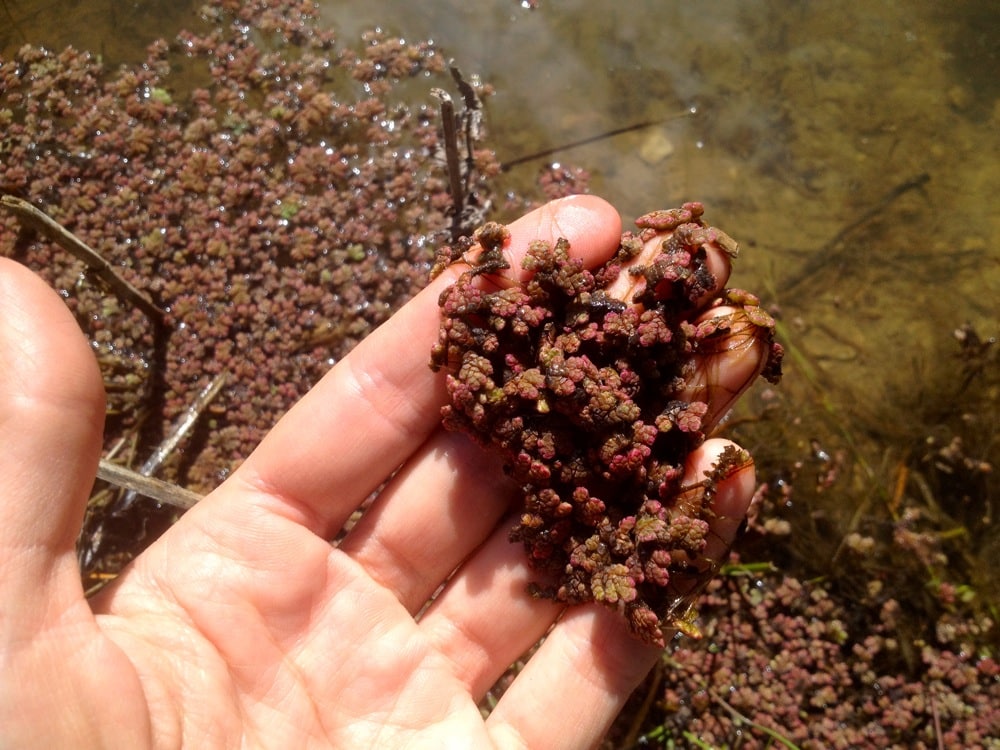 aquaculture projects – futurefish aquaculture