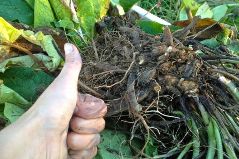 1208 comfrey – 01