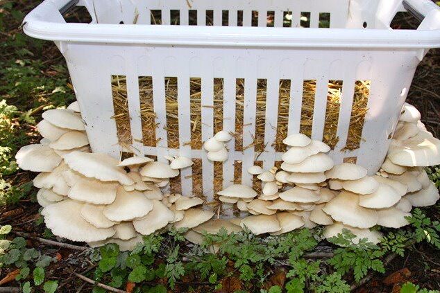 1208 mushrooms in laundry basket – 1 Growing mushrooms in a laundry basket outdoors