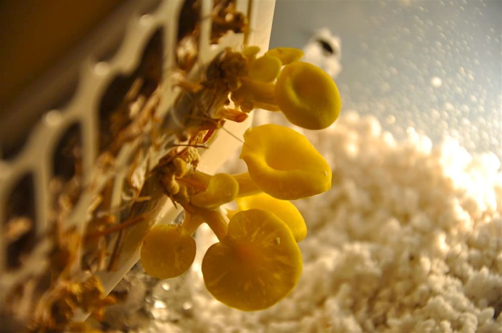 1208 mushrooms in laundry basket - 4