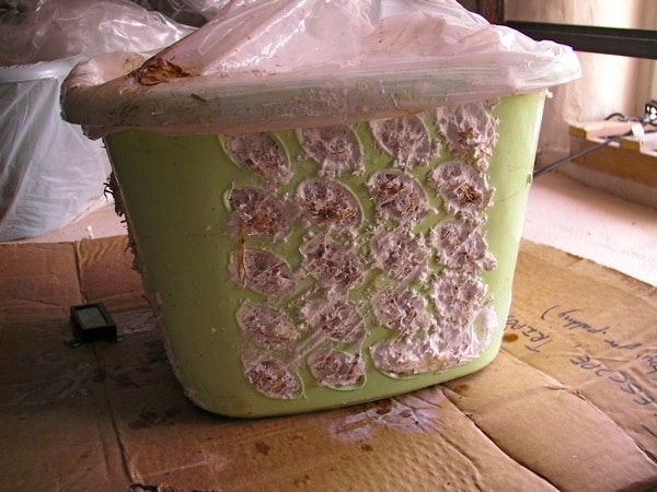 1208 mushrooms in laundry basket - 5