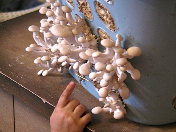 1208 mushrooms in laundry basket - 6