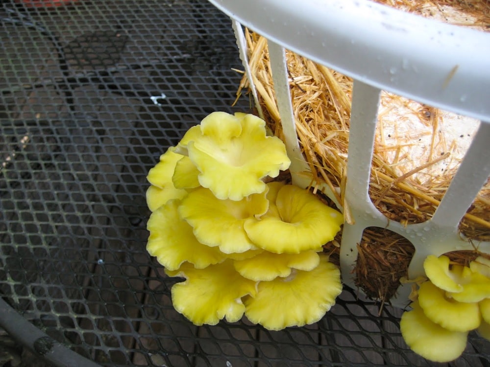 Growing mushrooms in a laundry basket Milkwood permaculture courses