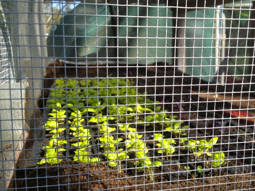 How not to get eaten by Rats, if you're a Seedling Milkwood