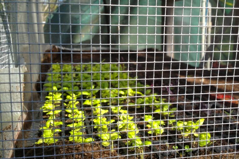 1208 rodent-proof seedling raiser – 1