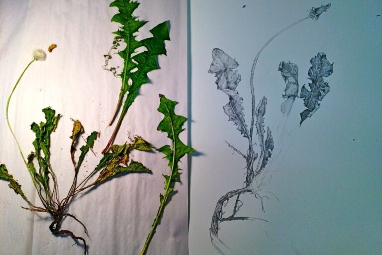 1208 weed paper – 01