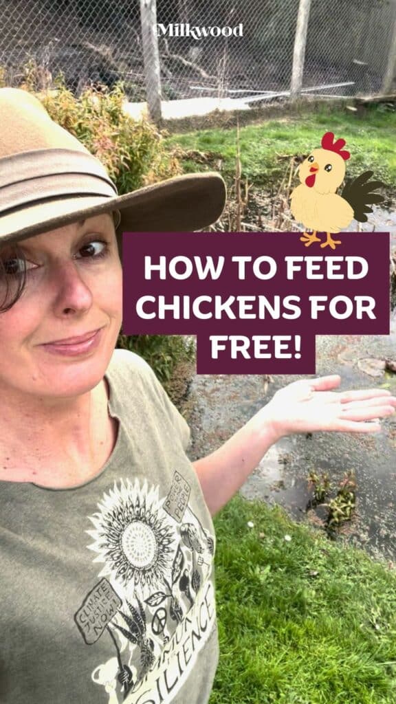 Azolla - how to feed chickens for free