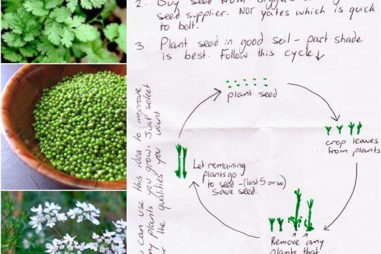 milkwood coriander frame
