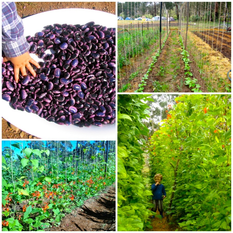 Praktisk Stole på Layouten Planning a Wall of Summer with scarlet runner beans - Milkwood:  permaculture courses, skills + stories