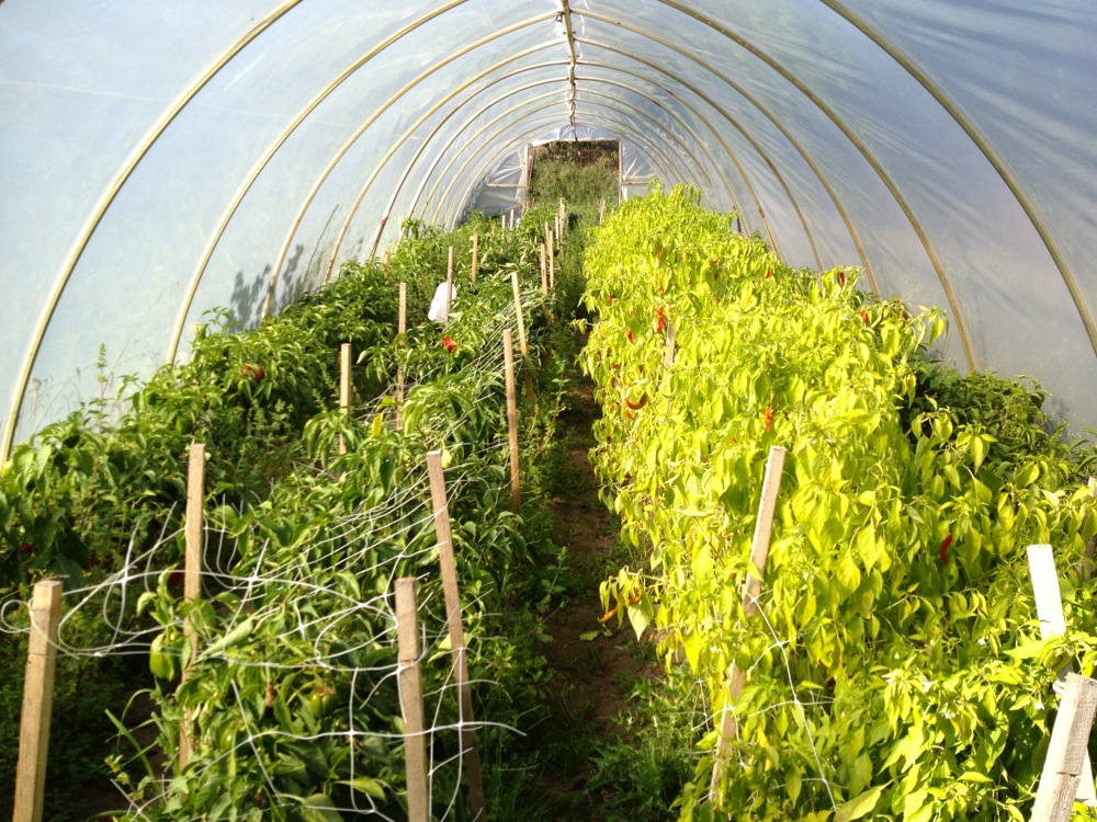 1209 allsun farm progression - 28