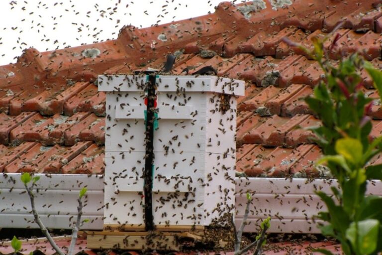 1209 catching a swarm – 01