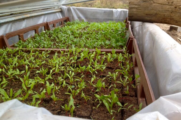 1209 cold frames – 01