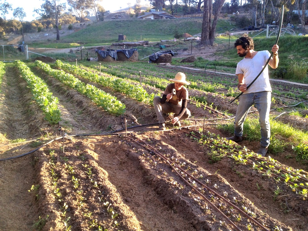 1209 row cover - 17