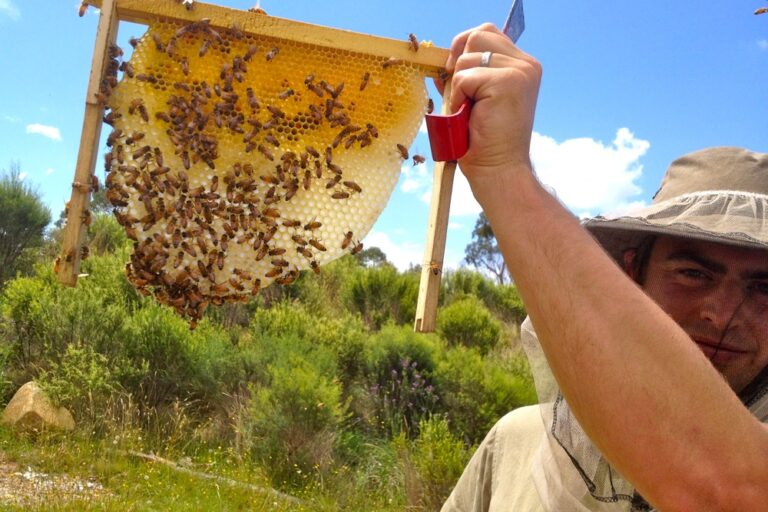 1210 birthright of bees to build comb – 01