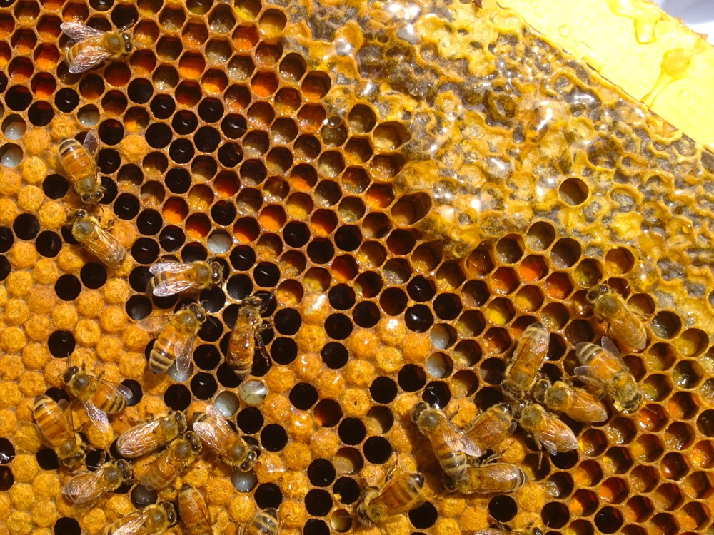 1210 birthright of bees to build comb - 04