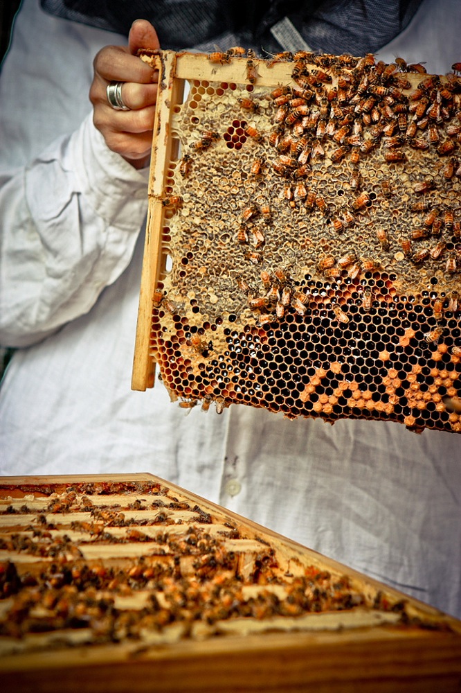 1210 birthright of bees to build comb - 05