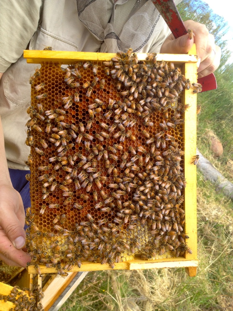 1210 birthright of bees to build comb - 08