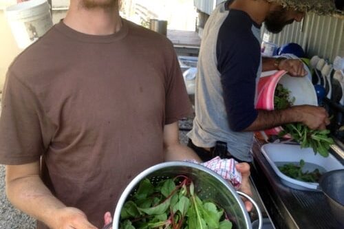 1210 microgreens – 1
