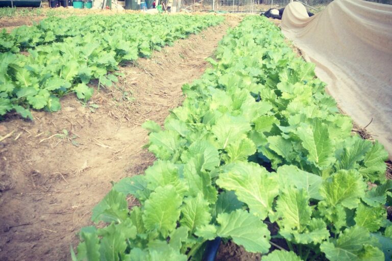 cima di rapa