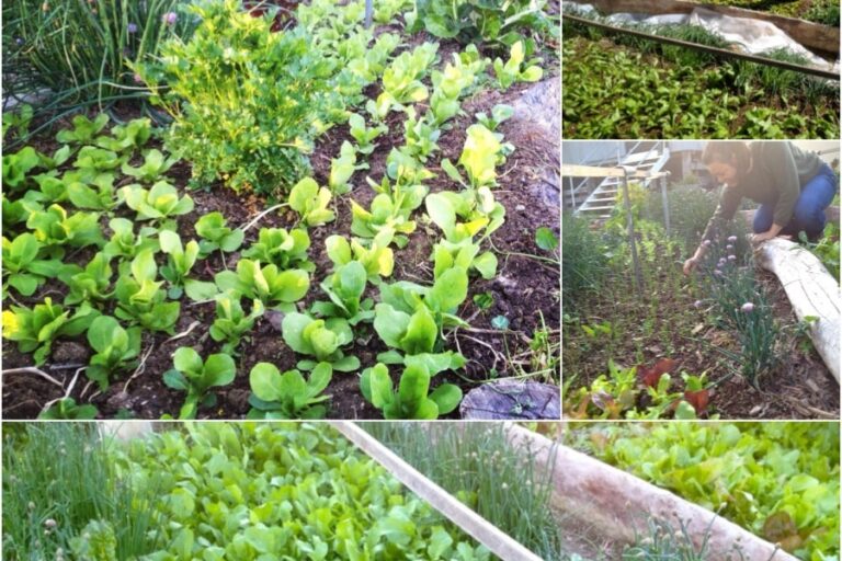 kitchengardengreens