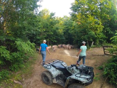 Moving the Pigs at Polyface Farm - Milkwood: permaculture courses ...