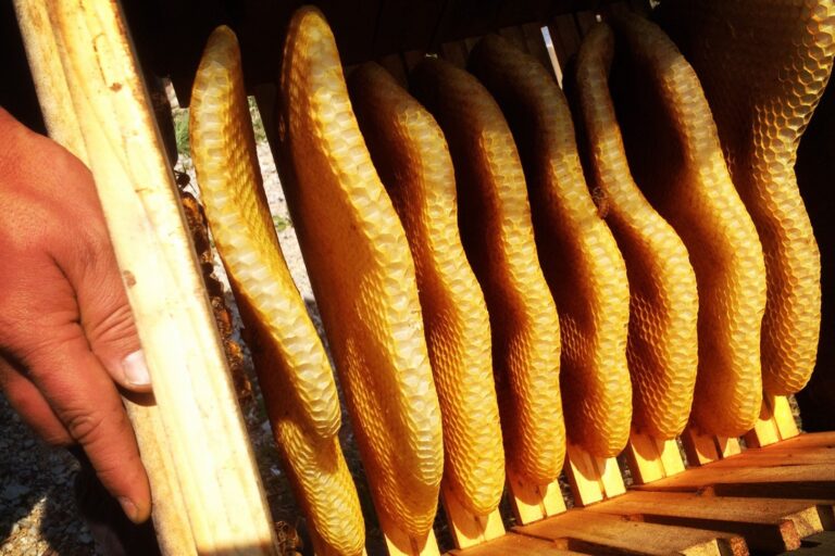 warre hive spring