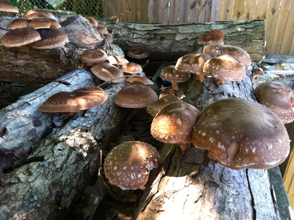 forest gardens _07