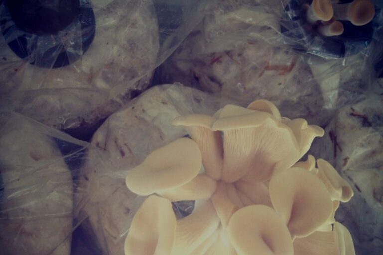 pearl oysters in a bag01