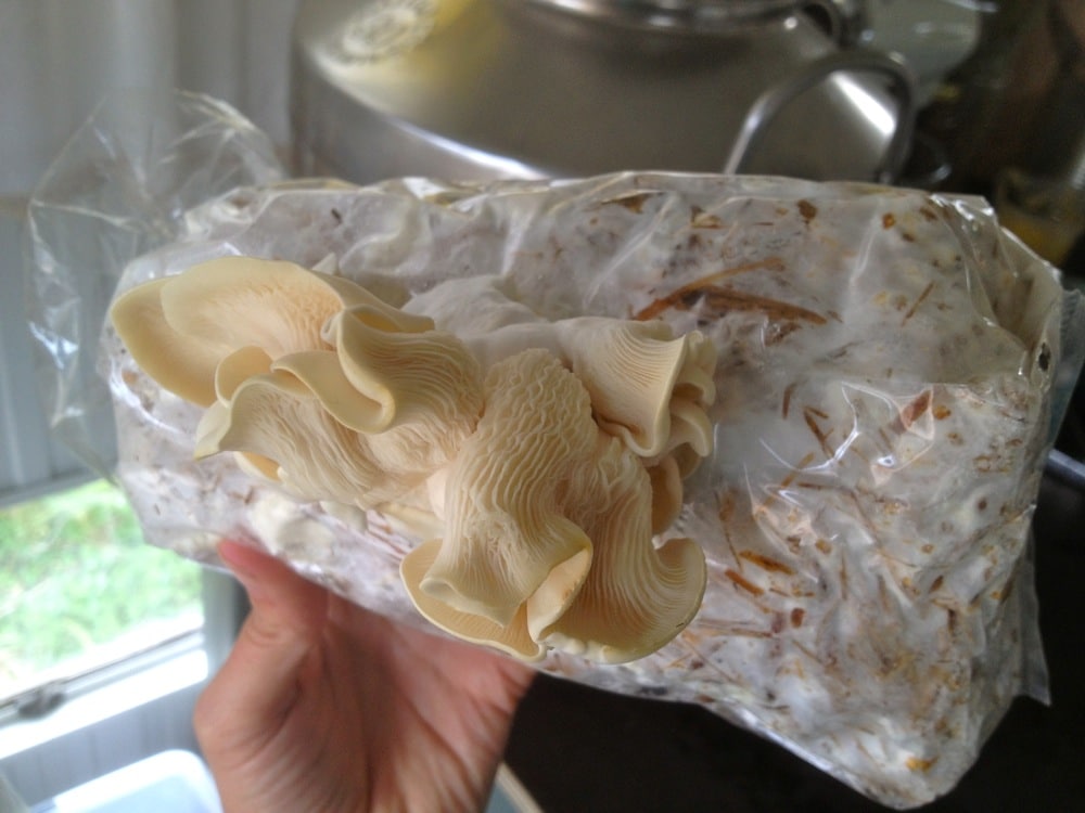 pearl oysters in a bag12
