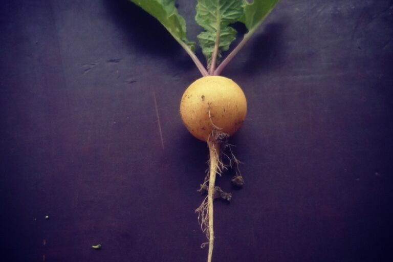 wisdom of the radish1