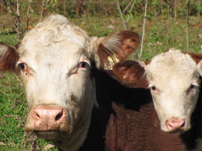 Happy cows. Photo by Yeehaw Farm