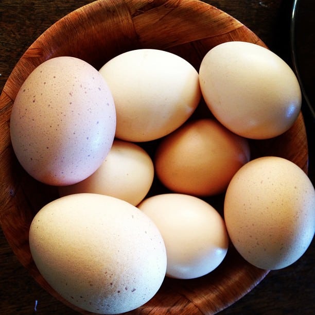 Egg count: currnetly one per hen per day. And they said heritage breeds don't lay!