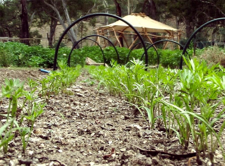 Carrots rising! Whoohoo.