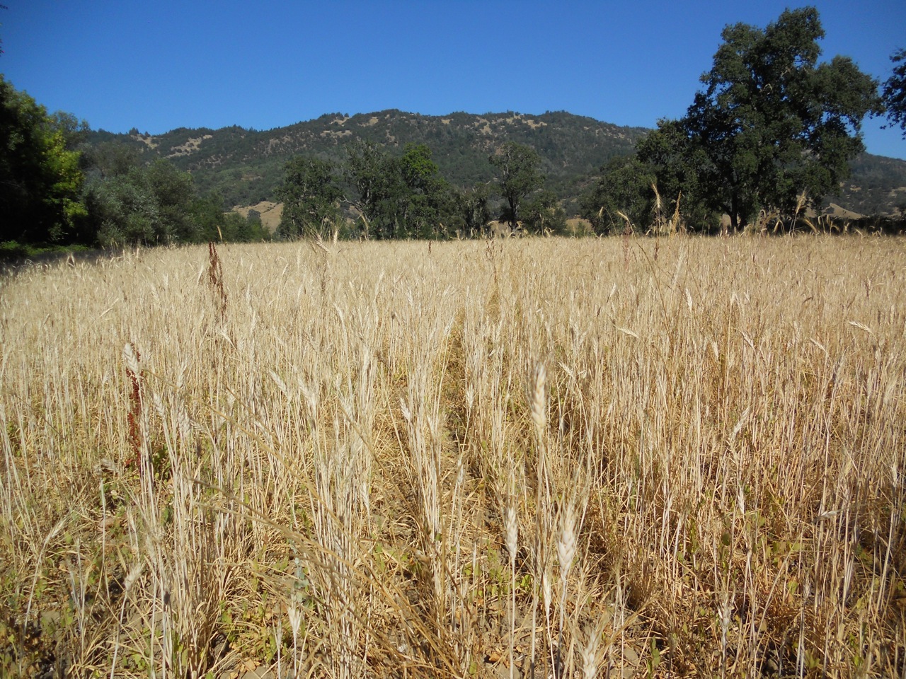 Small-scale durum wheat crop - photo by Mendocino organics