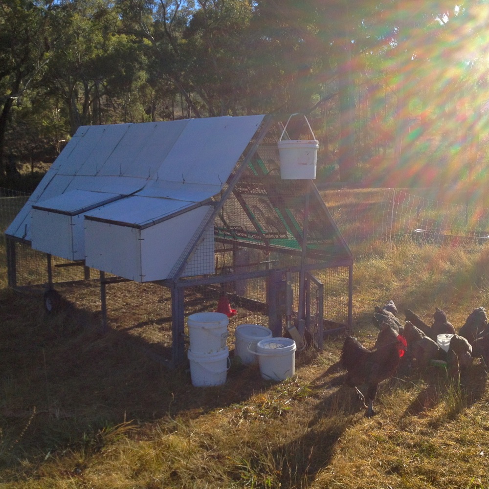 And ours. Aint no broiler pen, but it's turned out to be excellent for a small pastured egg laying system