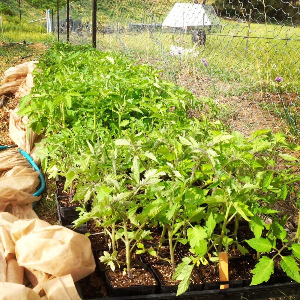 Tomatoes hardening off at the side of the market garden